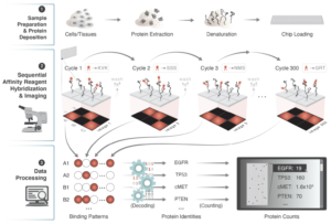 Protein Identification by Short-epitope Mapping (PrISM) potentially decodes >95% of the proteome in a wide range of organisms. Schematic