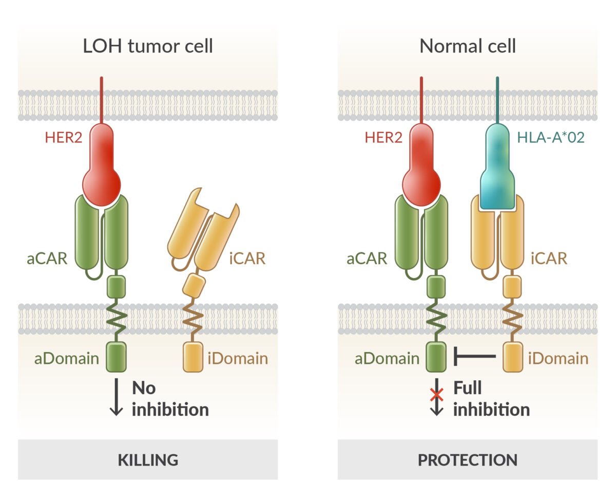 Schematic of chimeric antigen receptors.