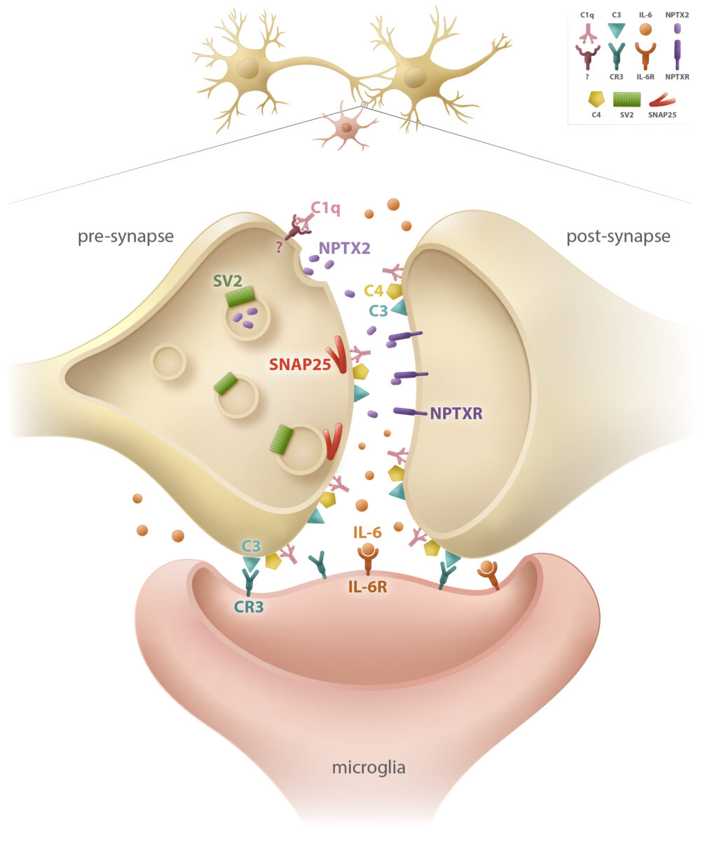 Schematic of fluid biomarkers of synaptic pruning process.