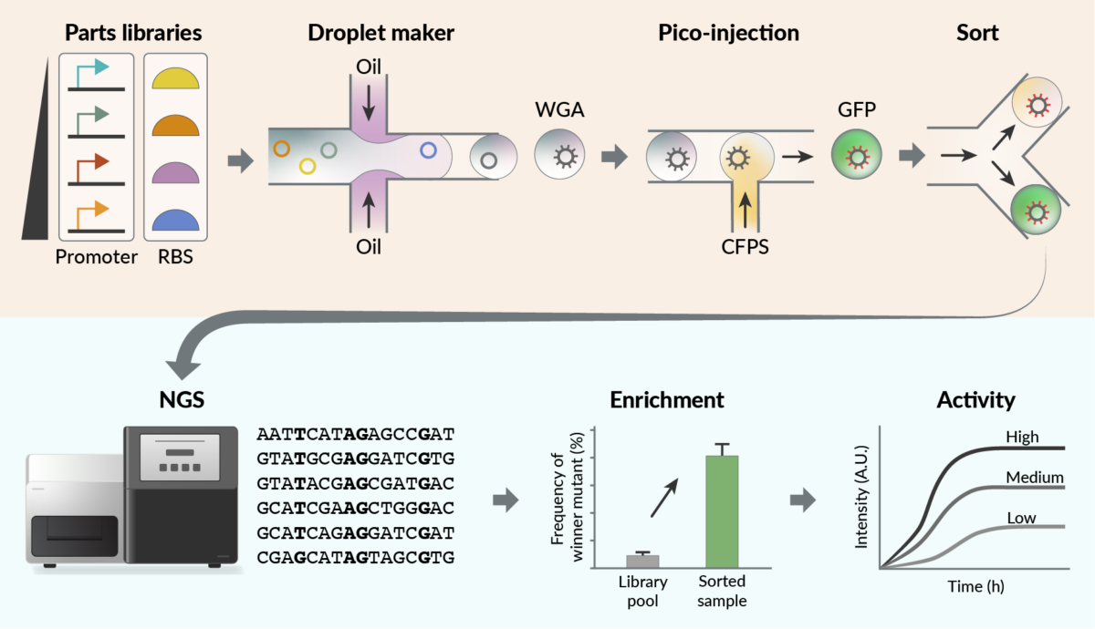 Schematic of High-Throughput Regulatory Part Prototyping and Analysis b Cell- Free Protein Synthesis and Droplet