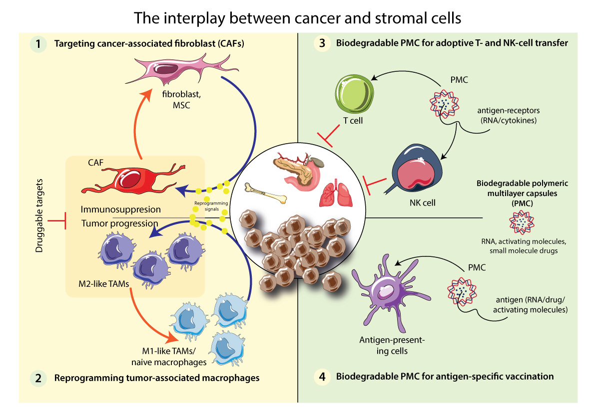 Schematic of Cancer Stromal Cells.