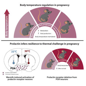 Top panel shows how body temp goes up during early pregnancy, then back down in later pregnancy, while metabolism is increasing. Illustrated with cartoon mice and shades of maroon. Bottom panel is a drawing of cross section of the brain, indicating neurons in the POA of the hypothalamus. On the right side of the panel, the same graph as the top panel is used to show excessive heat when the prolactin receptor is deleted in the POA neurons.